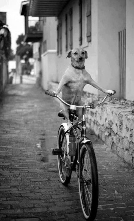 dog_bike1